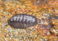 Polyplacophora (Mollusca) - Панцирные моллюски, или хитоны