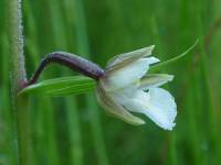 Epipactis palustris - Дремлик болотный