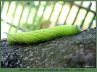 Бражник глазчатый (Smerinthus ocellata L.) гусеница