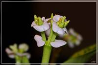 Euphorbiaceae - Молочайные или Эуфорбиевые
