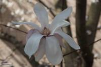 Magnolia stellata - Магнолия звёздчатая