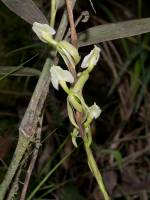 Epidendrum hymenodes