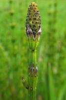 Equisetum fluviatile - Хвощ приречный, или Хвощ топяной