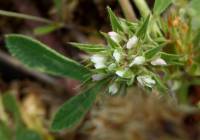 Trifolium scabrum - Клевер шершавый