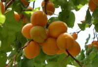 Prunus armeniaca - Абрикос