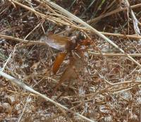 Sphex flavipennis