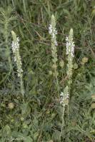Salvia tesquicola - Шалфей остепнённый, шалфей степной, шалфей сухостепной
