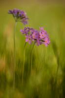 Primula farinosa - Первоцвет мучнистый