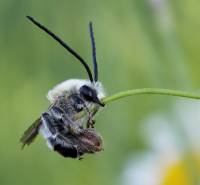 Eucera longicornis - Пчела длинноусая
