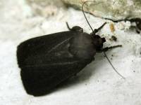 Amphipyra livida - Совка гладкая чёрная