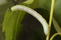 Cleora cinctaria - Пяденица дымчатая весенняя (опоясанная)
