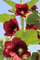 Alcea rosea - Шток-роза розовая