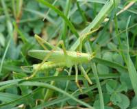 Meconema thalassinum - Нитеус зеленый