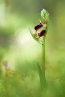Ophrys sphegodes ssp. passionis - Офрис страстная