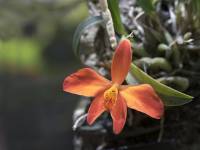 Cattleya mantiqueirae