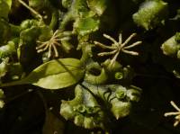 Marchantiaceae - Маршанциевые