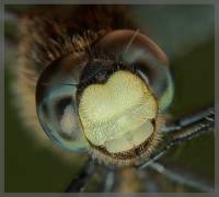 Libellula quadrimaculata - Стрекоза четырехпятнистая