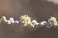 Caroxylon cyclophyllum - Солянка округлолистная