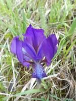 Iris aphylla - Ирис безлистный