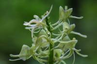 Liparis japonica - Глянцелистник японский