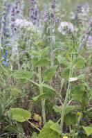 Salvia sclarea - Шалфей мускатный