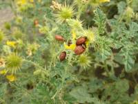 Solanum angustifolium - Паслён рогатый, Паслён клювовидный