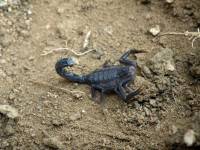 Androctonus crassicauda - Толстохвостый скорпион