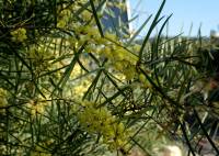 Acacia saligna - Акация ивовидная