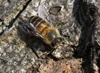 Apis cerana - Китайская восковая пчела