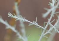 Artemisia santonica - Полынь сантонская