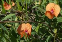 Lathyrus cicera - Чина нутовая, Чина красная