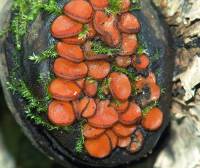 Scutellinia scutellata - Скутеллиния щитовидная, блюдцевидная