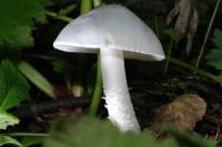 Очень  белый гриб