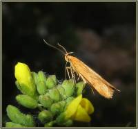 Gelechiidae - Выемчатокрылые моли 