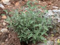 Salvia fruticosa - Шалфей кустарниковый