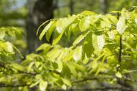 Quercus castaneifolia - Дуб каштанолистный