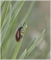 Tenebrionidae - Lagriinae - Мохнатки