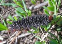 Melitaea cinxia - Шашечница обыкновенная