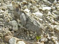 Oedipoda caerulescens - Голубокрылая кобылка