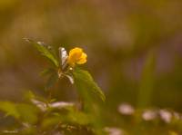 Anemone ranunculoides - Ветреничка лютиковая