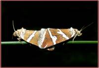 Deltote bankiana - Совка-листовертка серебристая