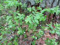 Vaccinium myrtillus - Черника обыкновенная