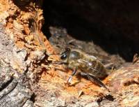 Apis cerana - Китайская восковая пчела
