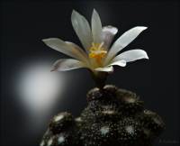 Blossfeldia liliputana - Блоссфельдия крошечная