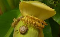 Musaceae - Банановые