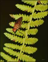 Sciomyzidae - Тенницы