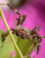 Araneus marmoreus - Крестовик мраморный