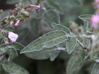 Salvia fruticosa - Шалфей кустарниковый