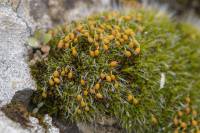 Grimmia pulvinata - Гриммия подушковидная