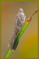 Lepidoptera - Чешуекрылые (бабочки)